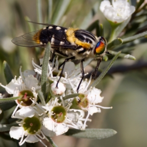 Scaptia (Scaptia) auriflua at Forde, ACT - 10 Jan 2023