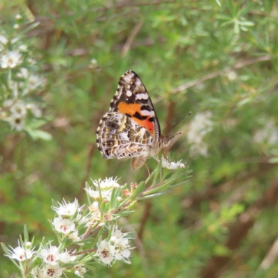 Vanessa kershawi (Australian Painted Lady) at Mount Taylor - 12 Jan 2023 by MatthewFrawley