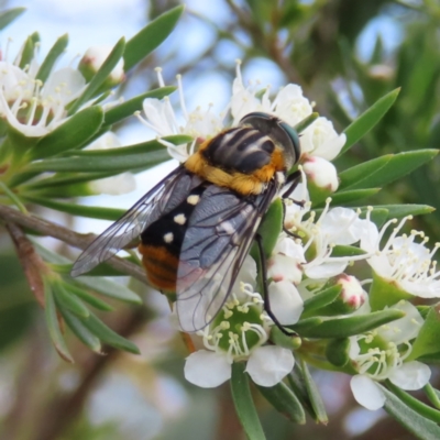 Scaptia (Scaptia) auriflua (A flower-feeding march fly) at Mount Taylor - 12 Jan 2023 by MatthewFrawley