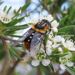 Scaptia (Scaptia) auriflua (A flower-feeding march fly) at Kambah, ACT - 12 Jan 2023 by MatthewFrawley