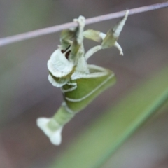Aenetus ligniveren (Common Splendid Ghost Moth) at Moruya, NSW - 12 Jan 2023 by LisaH