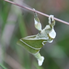 Aenetus ligniveren at Moruya, NSW - 12 Jan 2023