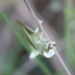 Aenetus ligniveren at Moruya, NSW - suppressed