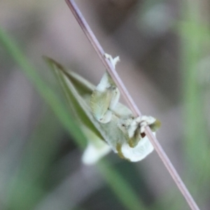 Aenetus ligniveren at Moruya, NSW - 12 Jan 2023