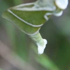 Aenetus ligniveren at Moruya, NSW - suppressed