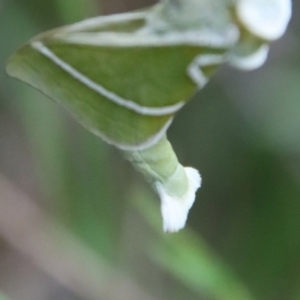 Aenetus ligniveren at Moruya, NSW - suppressed