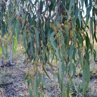 Eucalyptus rossii (Inland Scribbly Gum) at Rugosa - 8 Jan 2023 by SenexRugosus