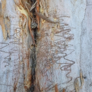 Eucalyptus rossii at Rugosa - 8 Jan 2023