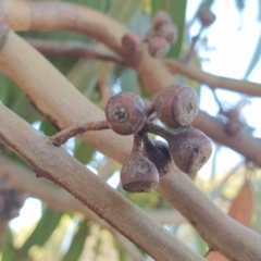 Eucalyptus rossii at Yass River, NSW - 8 Jan 2023 05:34 PM