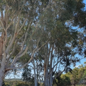 Eucalyptus rossii at Yass River, NSW - 8 Jan 2023 05:34 PM