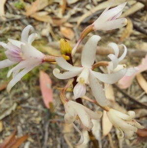 Dipodium sp. at Eden, NSW - suppressed