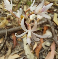 Dipodium sp. at Eden, NSW - suppressed