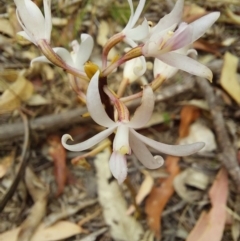 Dipodium sp. at Eden, NSW - 12 Jan 2023