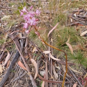 Dipodium roseum at Eden, NSW - suppressed