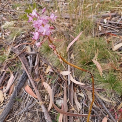 Dipodium roseum (Rosy Hyacinth Orchid) at Eden, NSW - 12 Jan 2023 by Venture