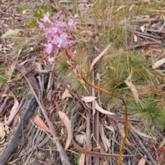 Dipodium roseum (Rosy Hyacinth Orchid) at Eden, NSW - 12 Jan 2023 by Venture
