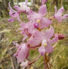 Dipodium roseum at Eden, NSW - 12 Jan 2023