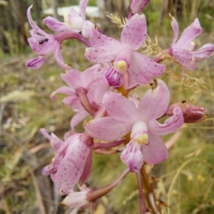 Dipodium roseum at Eden, NSW - 12 Jan 2023