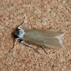 Scirpophaga imparellus (Schoenobiinae, Crambidae) at Moruya, NSW - 12 Jan 2023 by LisaH