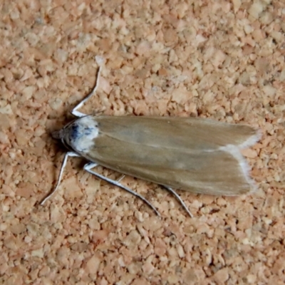 Scirpophaga imparellus (Schoenobiinae, Crambidae) at Moruya, NSW - 12 Jan 2023 by LisaH