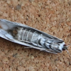 Scirpophaga imparellus at Moruya, NSW - 12 Jan 2023