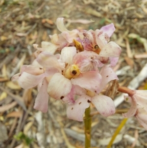 Dipodium sp. at Eden, NSW - suppressed