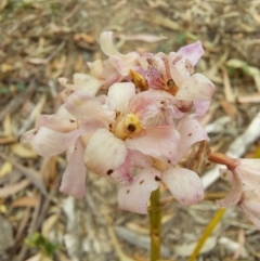 Dipodium sp. (A Hyacinth Orchid) at Eden, NSW - 12 Jan 2023 by Venture