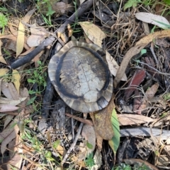 Chelodina longicollis (Eastern Long-necked Turtle) at Hall, ACT - 2 Jan 2023 by Rosie