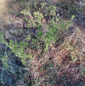 Potentilla recta at Hall, ACT - 3 Jan 2023 09:25 AM