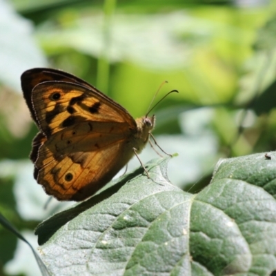 Heteronympha merope (Common Brown Butterfly) at Point Hut to Tharwa - 12 Jan 2023 by RodDeb