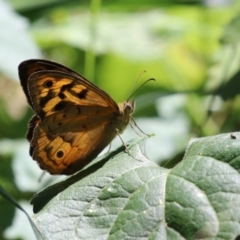 Heteronympha merope (Common Brown Butterfly) at Point Hut Hill - 12 Jan 2023 by RodDeb