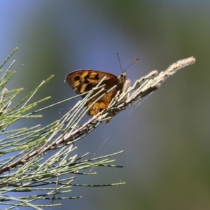 Heteronympha merope at Paddys River, ACT - 12 Jan 2023 11:56 AM