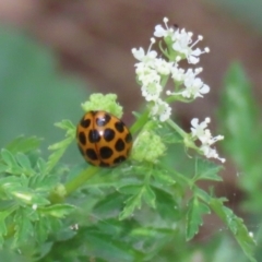 Harmonia conformis (Common Spotted Ladybird) at Paddys River, ACT - 12 Jan 2023 by RodDeb