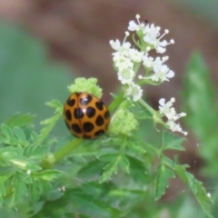 Harmonia conformis (Common Spotted Ladybird) at Point Hut to Tharwa - 12 Jan 2023 by RodDeb