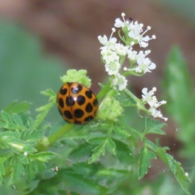 Harmonia conformis (Common Spotted Ladybird) at Point Hut to Tharwa - 12 Jan 2023 by RodDeb