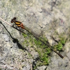 Nososticta solida (Orange Threadtail) at Point Hut to Tharwa - 12 Jan 2023 by RodDeb