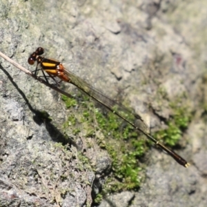 Nososticta solida at Paddys River, ACT - 12 Jan 2023