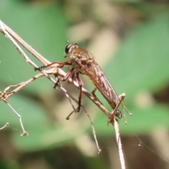 Colepia ingloria (A robber fly) at Point Hut to Tharwa - 12 Jan 2023 by RodDeb