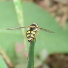 Simosyrphus grandicornis (Common hover fly) at Paddys River, ACT - 12 Jan 2023 by RodDeb
