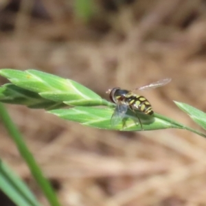 Simosyrphus grandicornis at Paddys River, ACT - 12 Jan 2023 12:45 PM