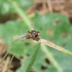 Simosyrphus grandicornis at Paddys River, ACT - 12 Jan 2023 12:45 PM