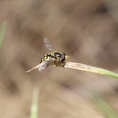 Simosyrphus grandicornis at Paddys River, ACT - 12 Jan 2023 12:45 PM