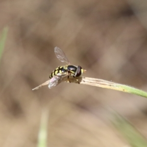 Simosyrphus grandicornis at Paddys River, ACT - 12 Jan 2023