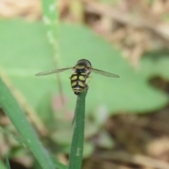 Simosyrphus grandicornis at Paddys River, ACT - 12 Jan 2023 12:45 PM