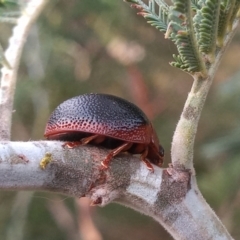 Dicranosterna immaculata (Acacia leaf beetle) at Tennent, ACT - 12 Jan 2023 by michaelb