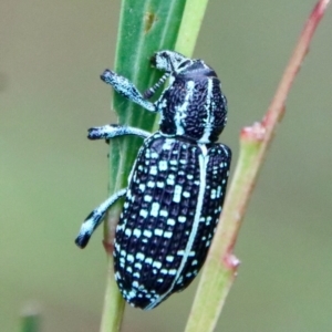 Chrysolopus spectabilis at Moruya, NSW - 12 Jan 2023