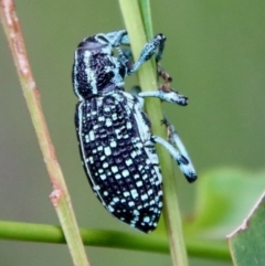 Chrysolopus spectabilis at Moruya, NSW - 12 Jan 2023