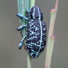 Chrysolopus spectabilis at Moruya, NSW - 12 Jan 2023