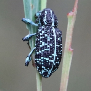 Chrysolopus spectabilis at Moruya, NSW - 12 Jan 2023