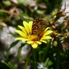 Vanessa kershawi (Australian Painted Lady) at Holt, ACT - 7 Jan 2023 by darrenw